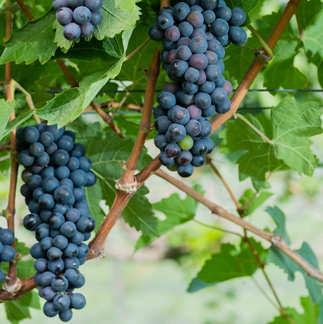 Hanging purple grapes at Hattan winery Bali